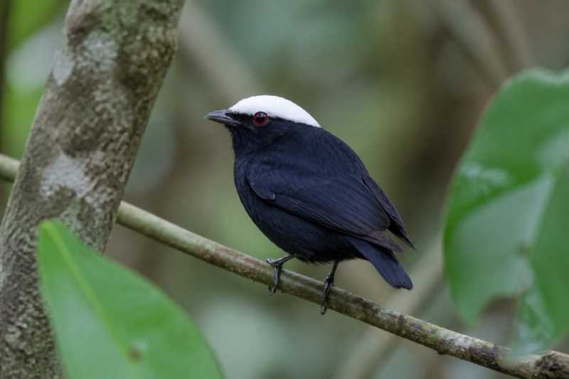 Image of a White-crowned Manakin in its natural habitat