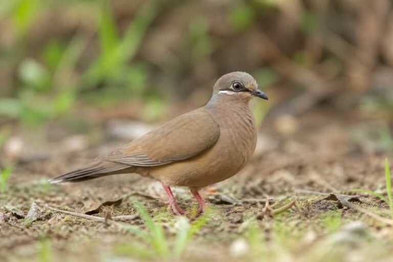 Image of a White-eared Brown Dove in its natural habitat