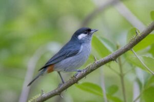 Image of a White-eared Conebill in its natural habitat