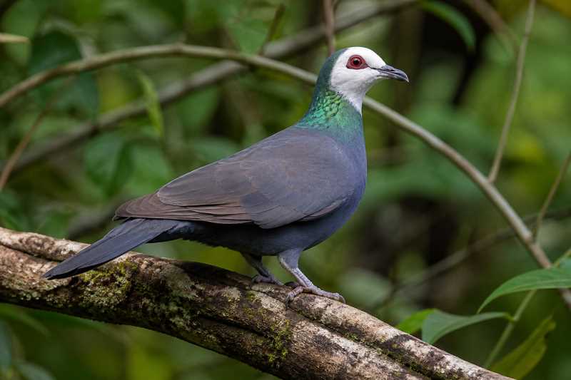 Image of a White-faced Cuckoo-Dove in its natural habitat