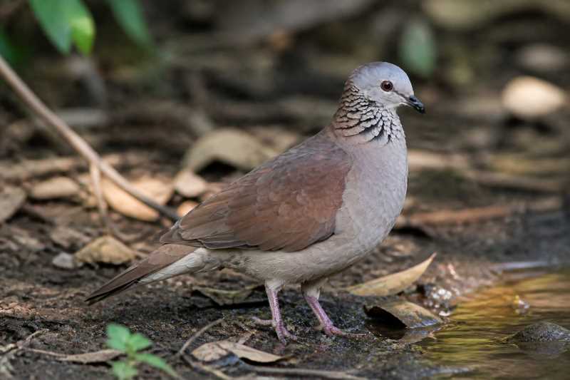Image of a White-faced Quail-Dove in its natural habitat
