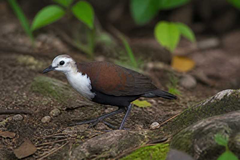 Image of a White-fronted Ground Dove in its natural habitat
