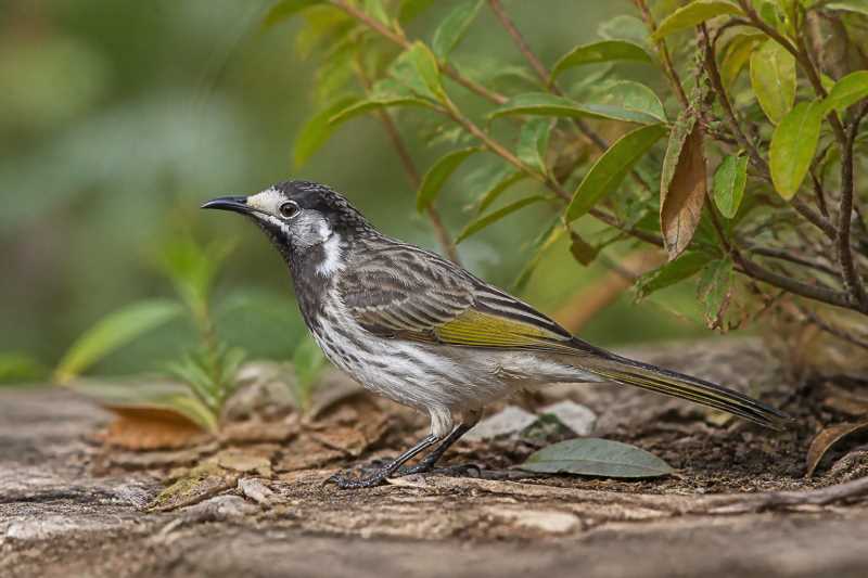 Image of a White-fronted Honeyeater in its natural habitat