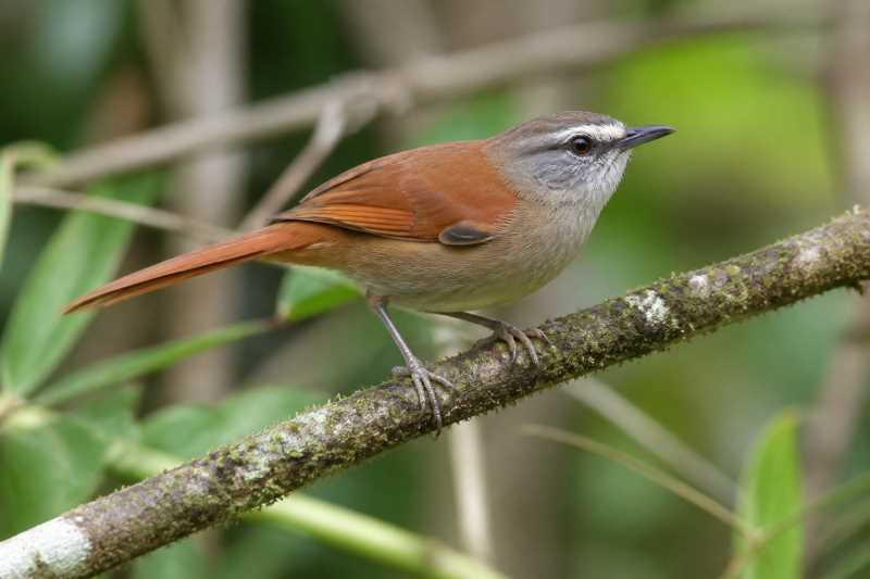 Image of a White-lored Spinetail in its natural habitat
