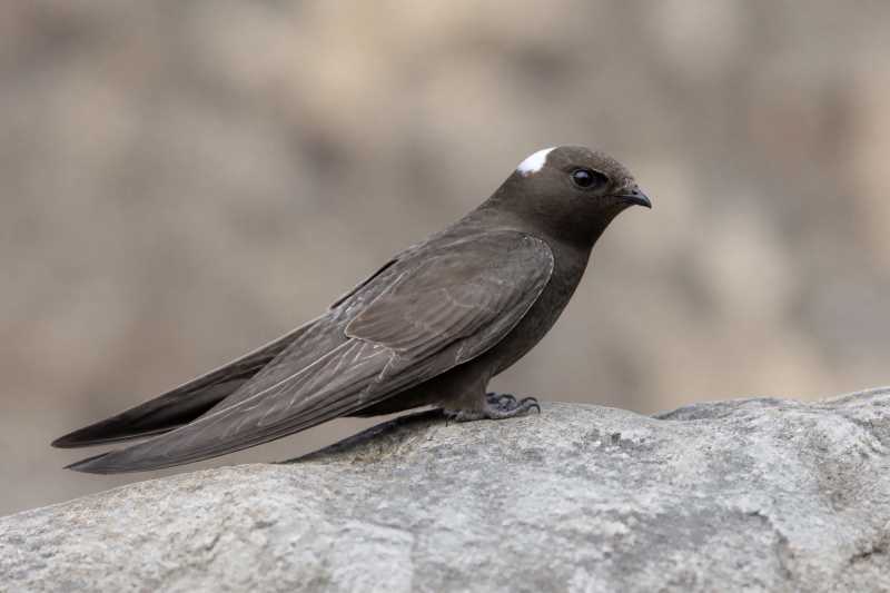 Image of a White-naped Swift in its natural habitat