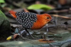 Image of a White-spotted Flufftail in its natural habitat