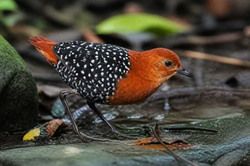 Image of a White-spotted Flufftail in its natural habitat