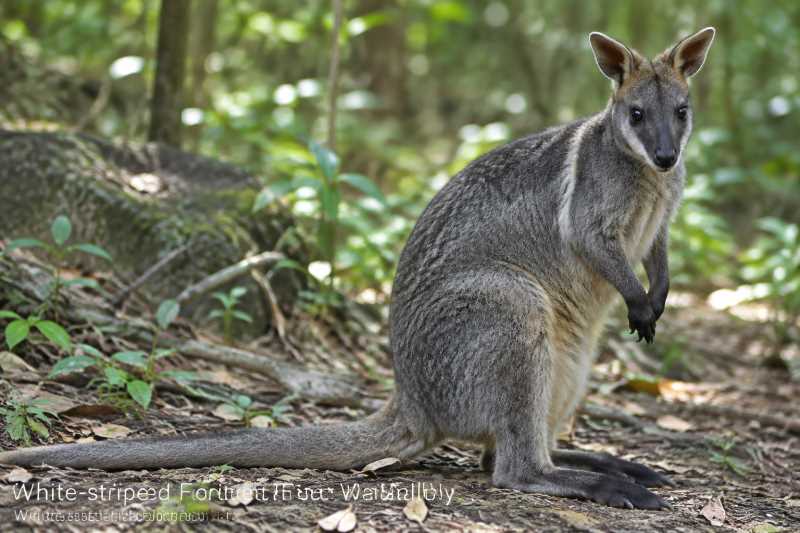 Image of a White-striped Forest Wallaby in its natural habitat