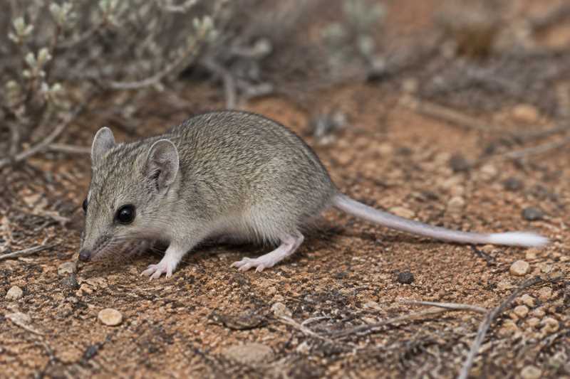 Image of a White-tailed Dunnart in its natural habitat