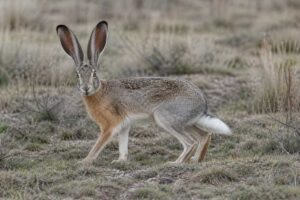 Image of a White-tailed Jackrabbit in its natural habitat