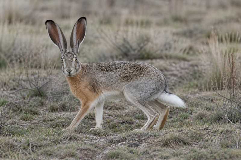 Image of a White-tailed Jackrabbit in its natural habitat