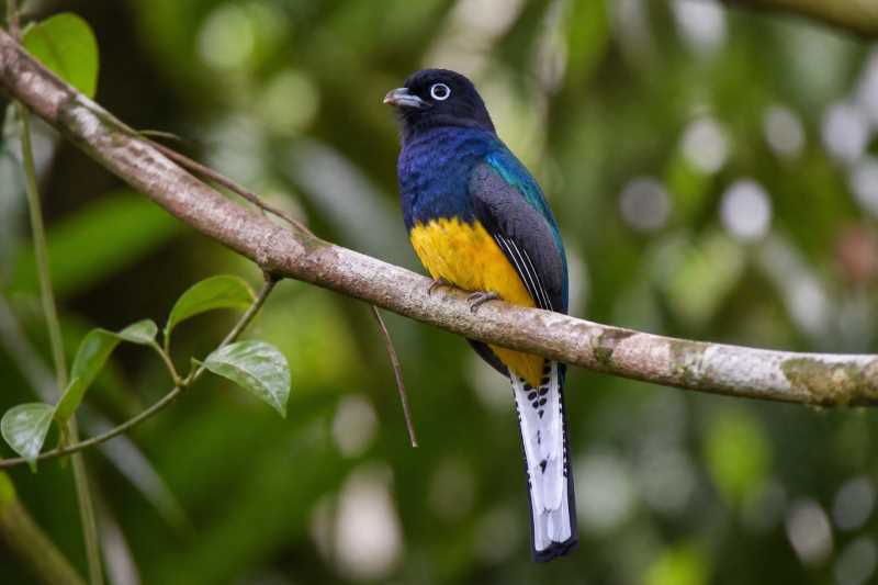 Image of a White-tailed Trogon in its natural habitat