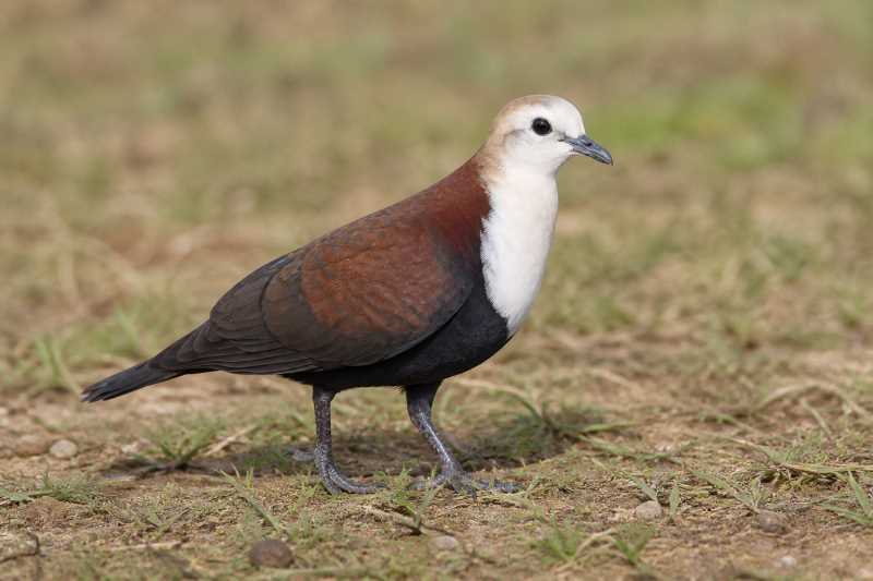 Image of a White-throated Ground Dove in its natural habitat