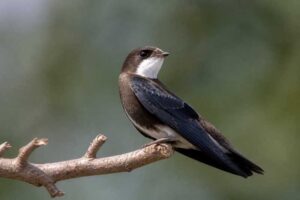 Image of a White-throated Needletail in its natural habitat