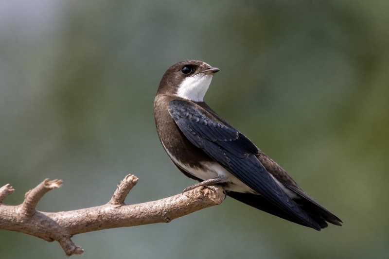 Image of a White-throated Needletail in its natural habitat