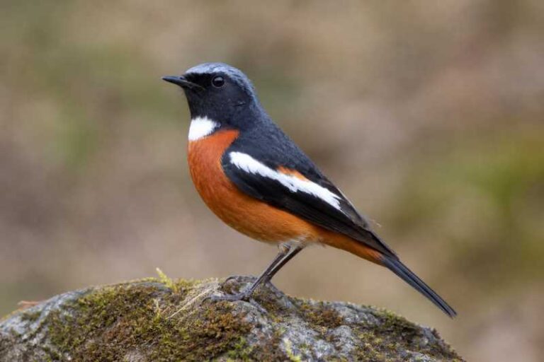 Image of a White-throated Redstart in its natural habitat