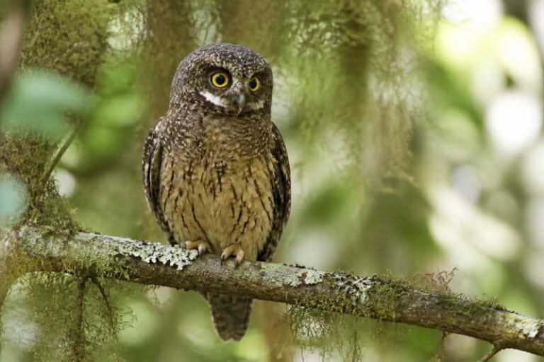 Image of a White-throated Screech Owl in its natural habitat