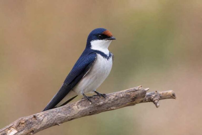 Image of a White-throated Swallow in its natural habitat