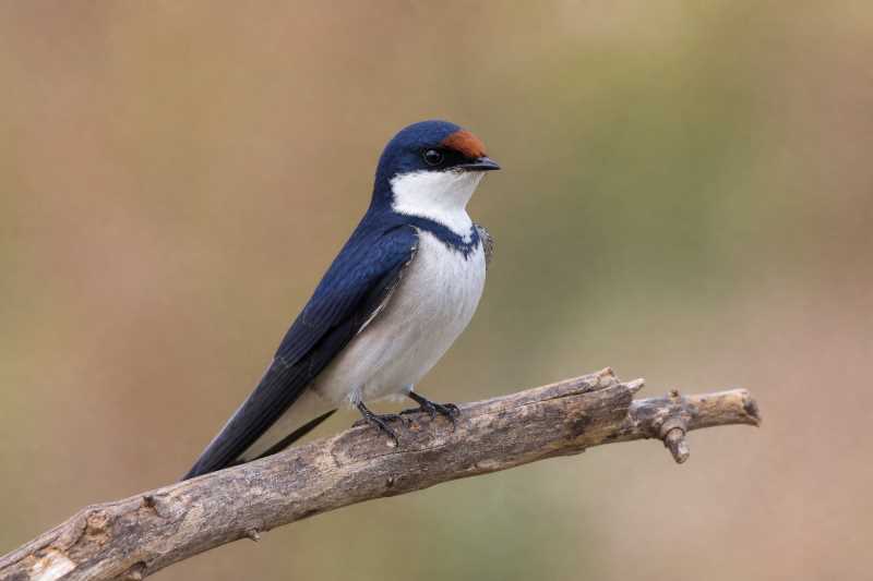 Image of a White-throated Swallow in its natural habitat