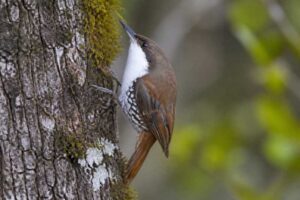 Image of a White-throated Treerunner in its natural habitat