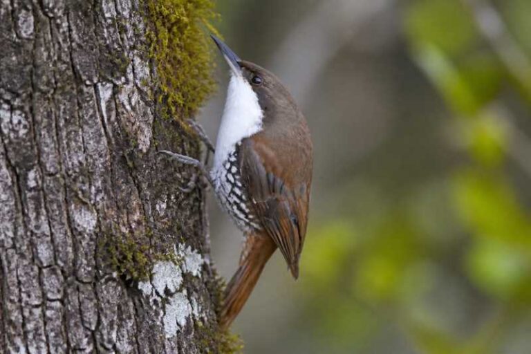 Image of a White-throated Treerunner in its natural habitat