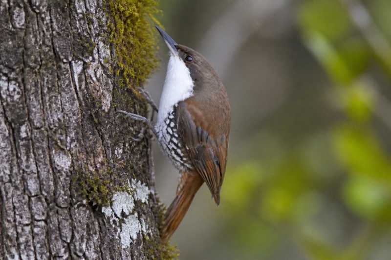 Image of a White-throated Treerunner in its natural habitat