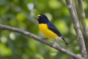 Image of a White-vented Euphonia in its natural habitat