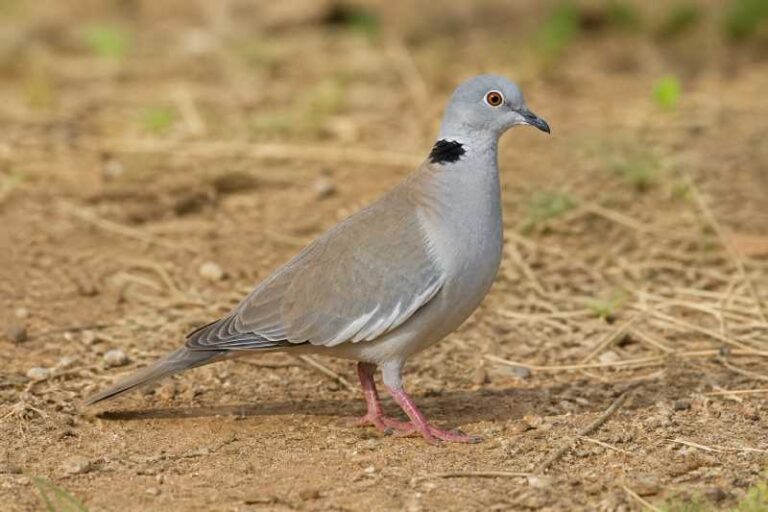 Image of a White-winged Collared Dove in its natural habitat
