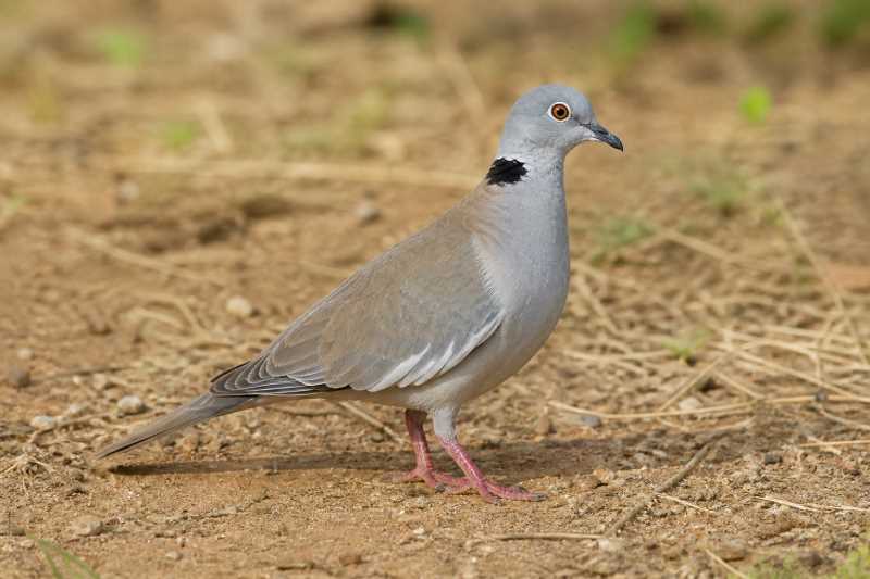 Image of a White-winged Collared Dove in its natural habitat