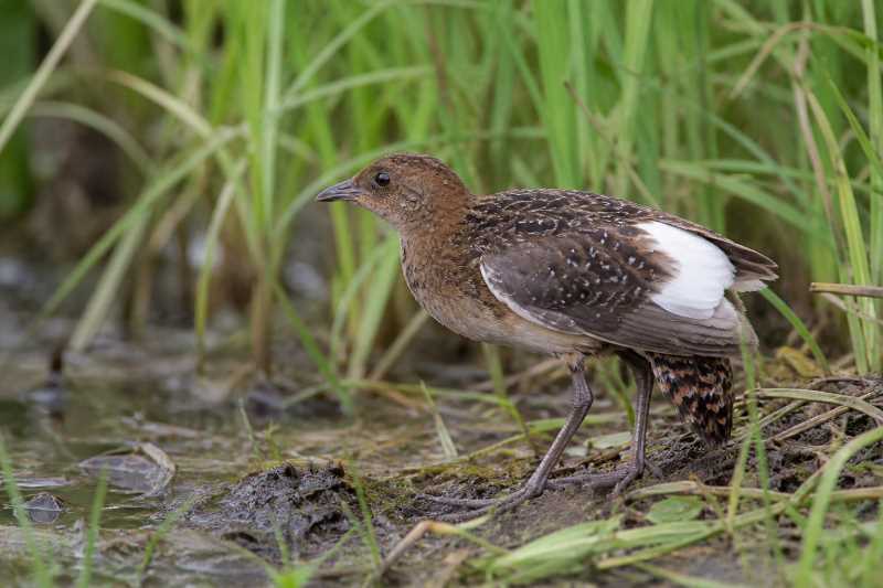 Image of a White-winged Flufftail in its natural habitat
