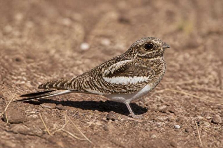 Image of a White-winged Nightjar in its natural habitat