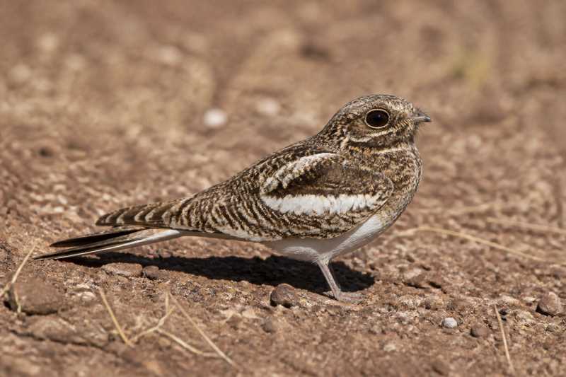 Image of a White-winged Nightjar in its natural habitat