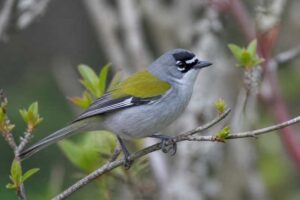 Image of a White-winged Warbler in its natural habitat