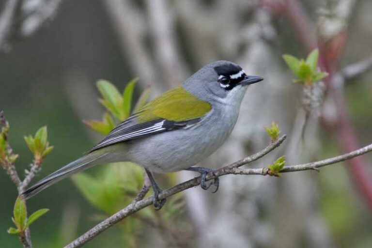 Image of a White-winged Warbler in its natural habitat