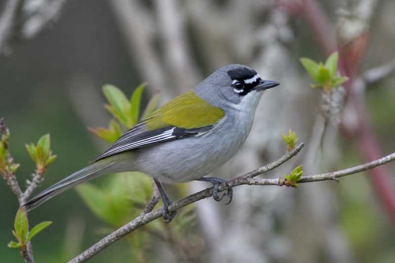 Image of a White-winged Warbler in its natural habitat