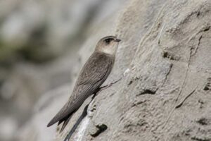 Image of a Whitehead's Swiftlet in its natural habitat