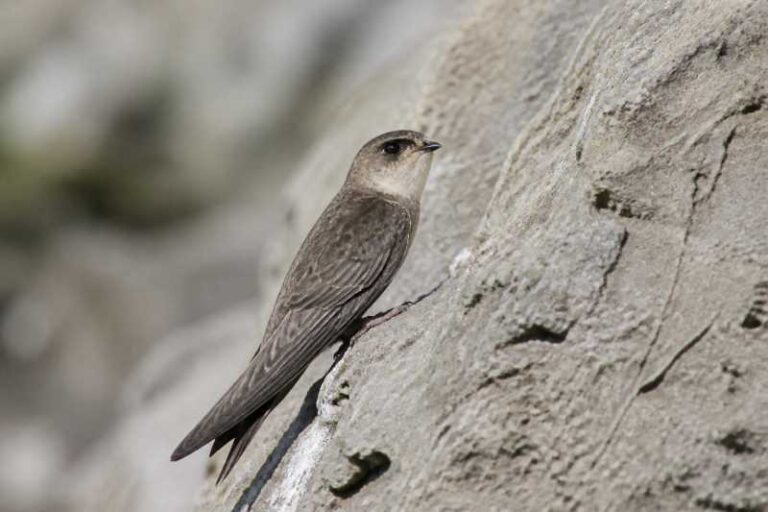Image of a Whitehead's Swiftlet in its natural habitat