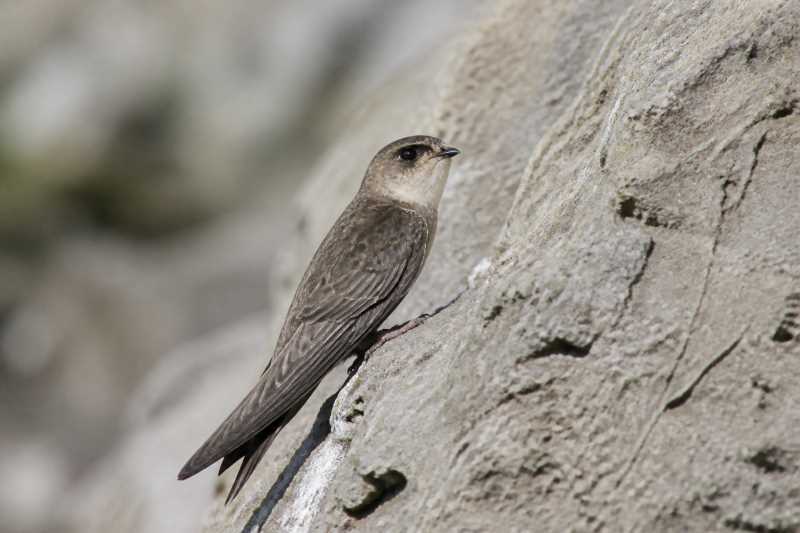 Image of a Whitehead's Swiftlet in its natural habitat