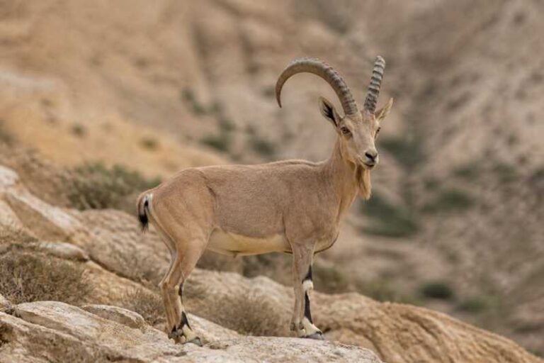 Image of a Wild Goat in its natural habitat
