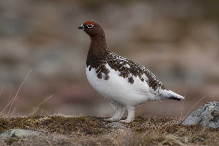 Image of a Willow Ptarmigan in its natural habitat