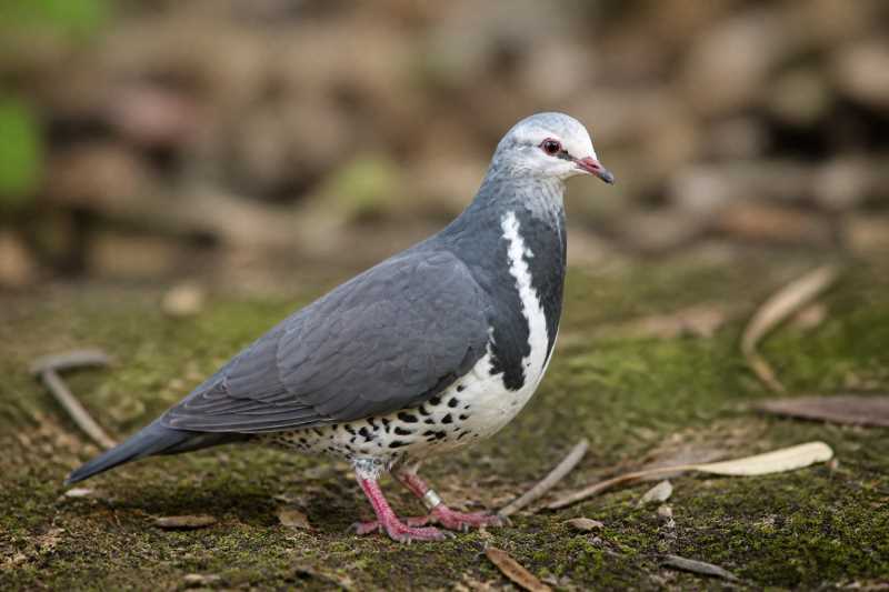 Image of a Wonga Pigeon in its natural habitat