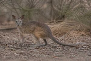 Image of a Wongai Ningaui in its natural habitat