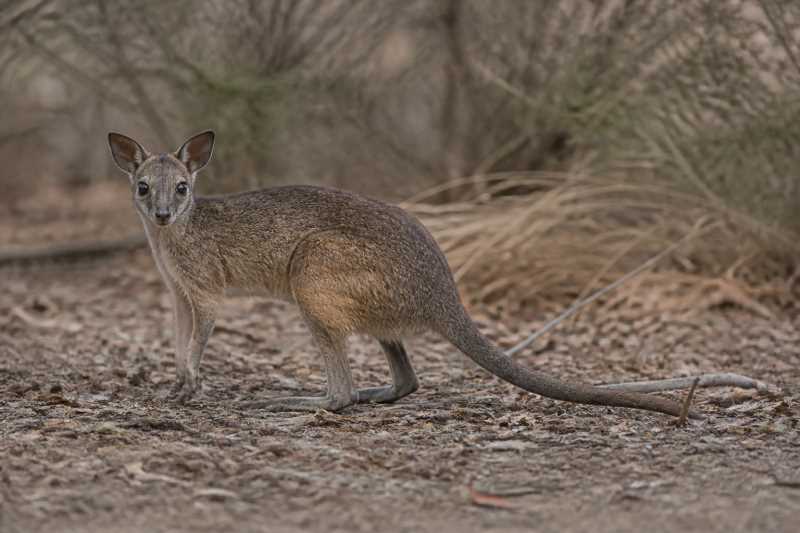 Image of a Wongai Ningaui in its natural habitat