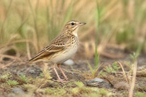 Image of a Wood Pipit in its natural habitat