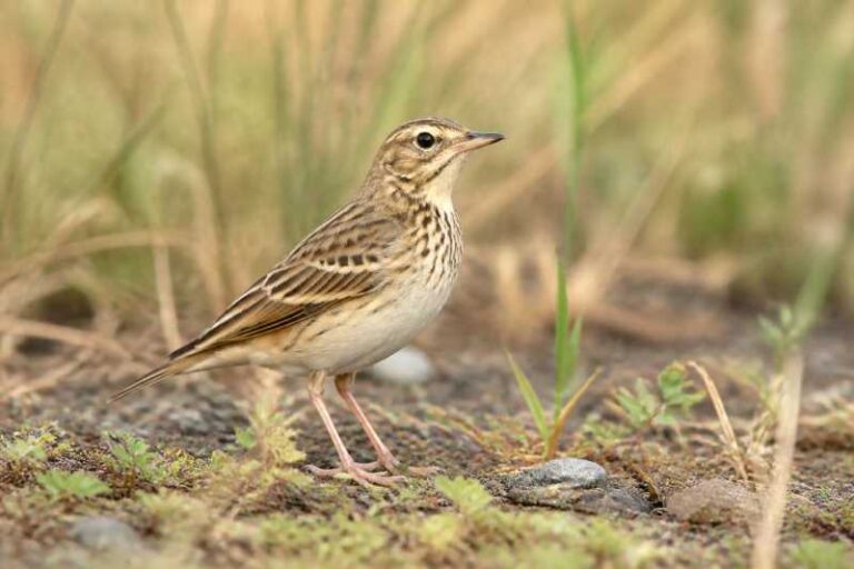 Image of a Wood Pipit in its natural habitat