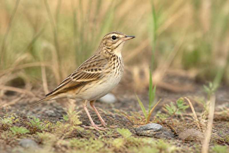 Image of a Wood Pipit in its natural habitat