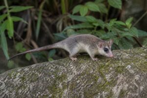 Image of a Woodall's Slender Opossum in its natural habitat