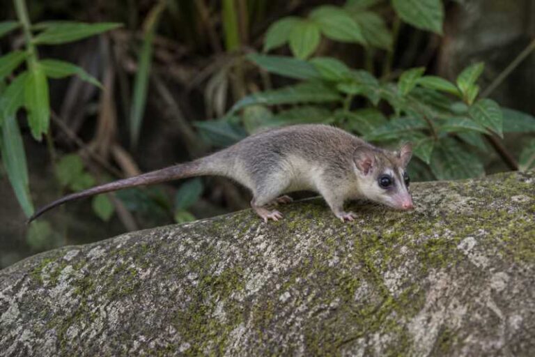 Image of a Woodall's Slender Opossum in its natural habitat