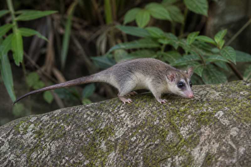 Image of a Woodall's Slender Opossum in its natural habitat