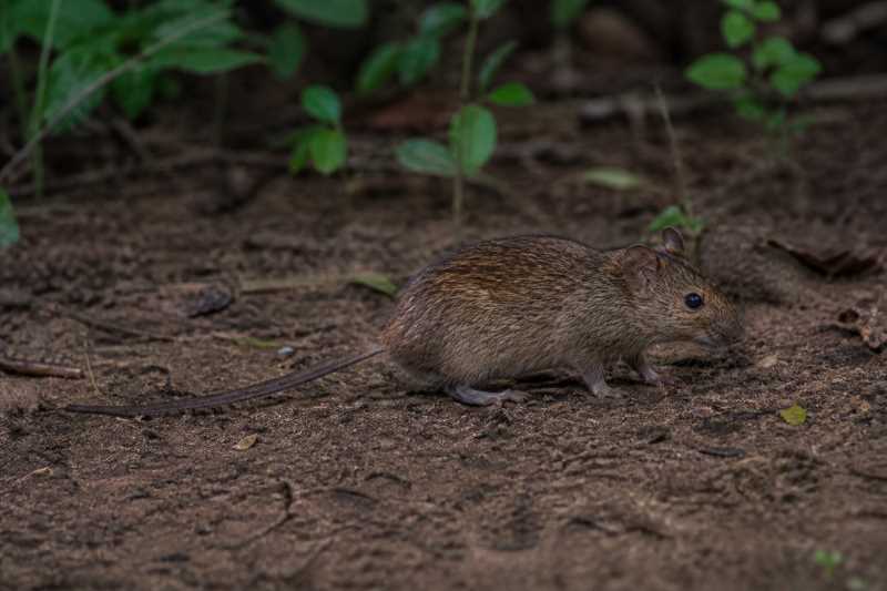 Image of a Woodland Thicket Rat in its natural habitat